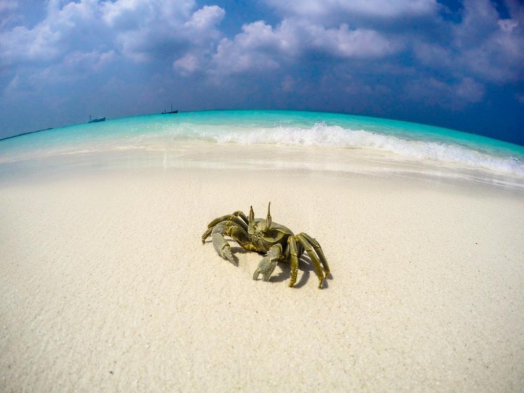 Cerulean View Residence Hanimaadhoo Island Kültér fotó
